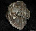 Large Enrolled Flexicalymene Trilobite #501-2